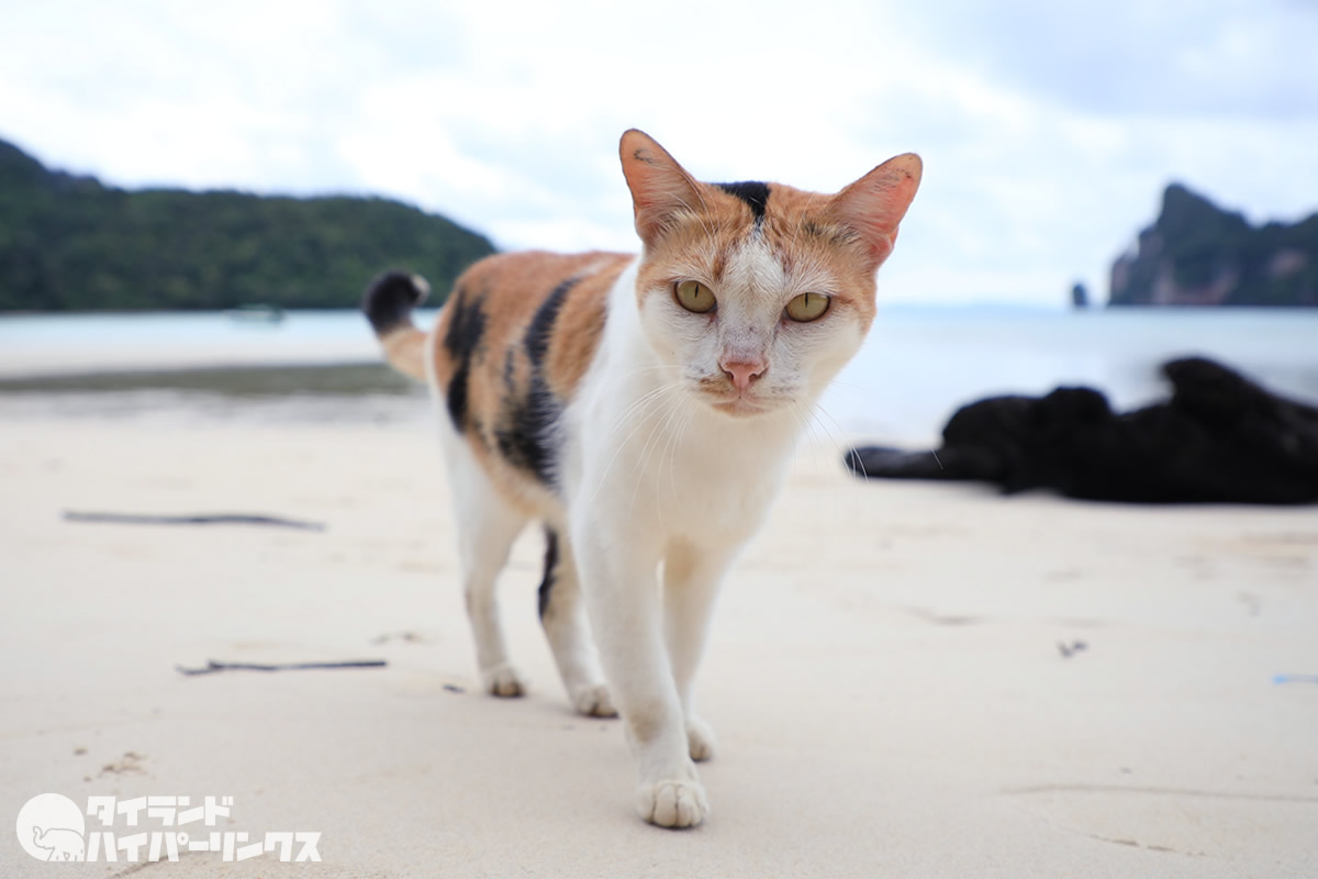 ピピ島は猫の島 ビーチ猫 コンビニ猫 あくび猫 猫ｘトカゲ タイランドハイパーリンクス Thai Hyper