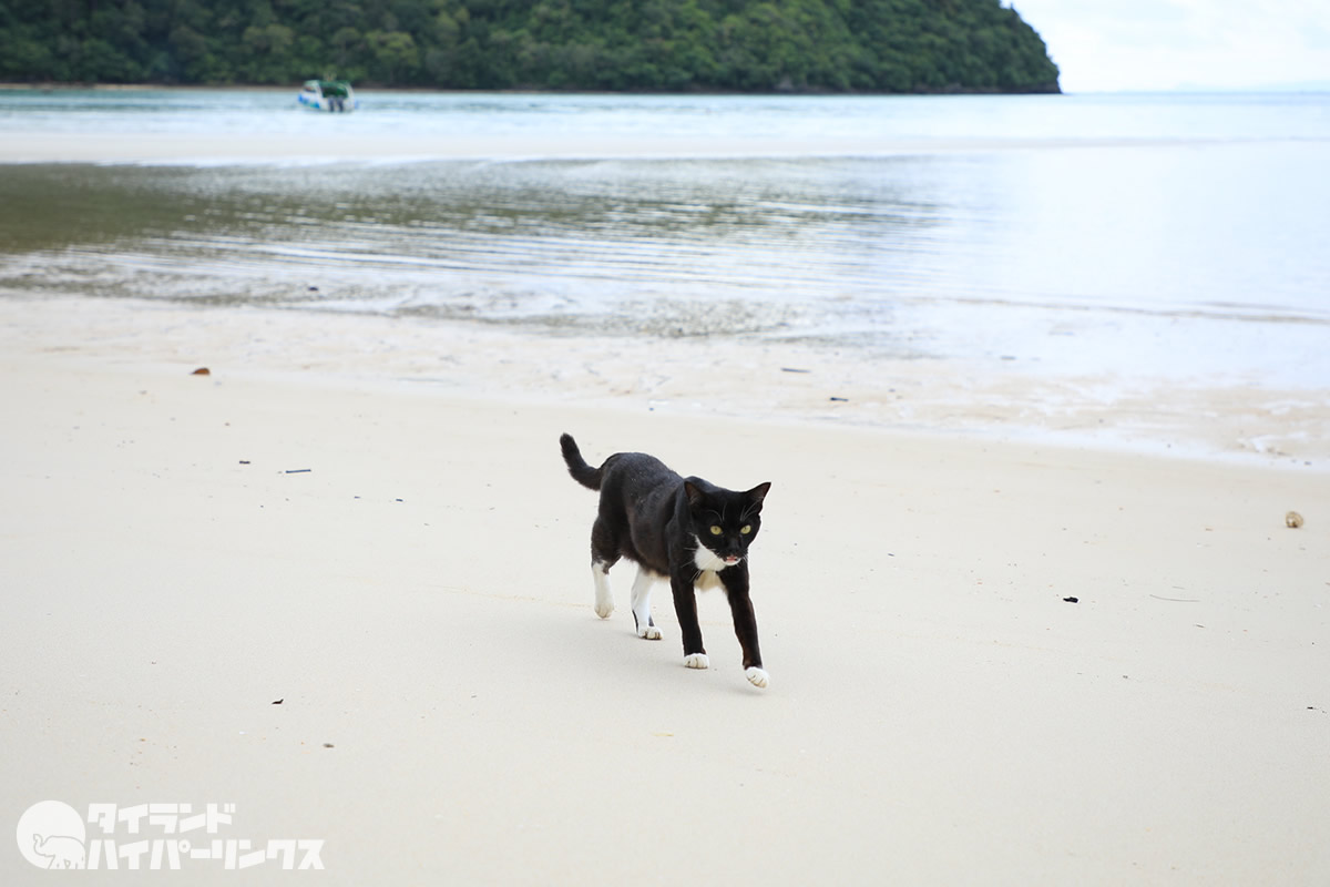 ピピ島は猫の島 ビーチ猫 コンビニ猫 あくび猫 猫ｘトカゲ タイランドハイパーリンクス Thai Hyper