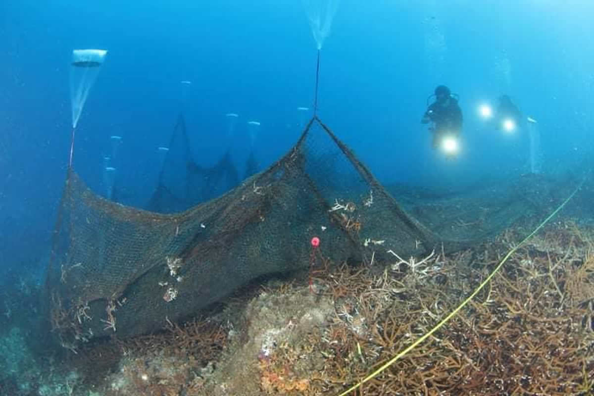 タイ海軍ダイバーがサンゴ礁を覆う巨大漁網を撤去
