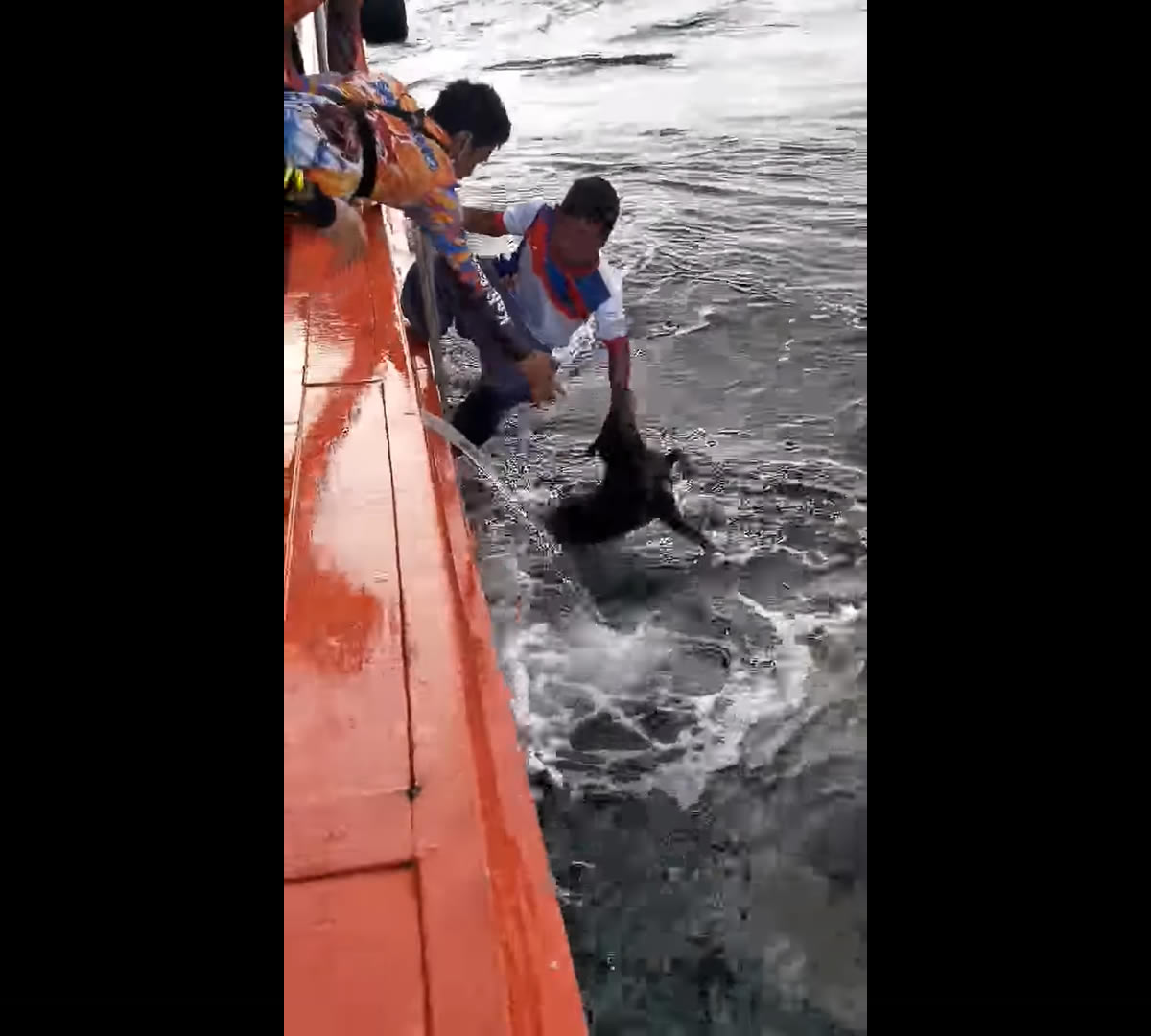 チョンブリ県カーム島沖を泳ぐ犬、漁船が救助