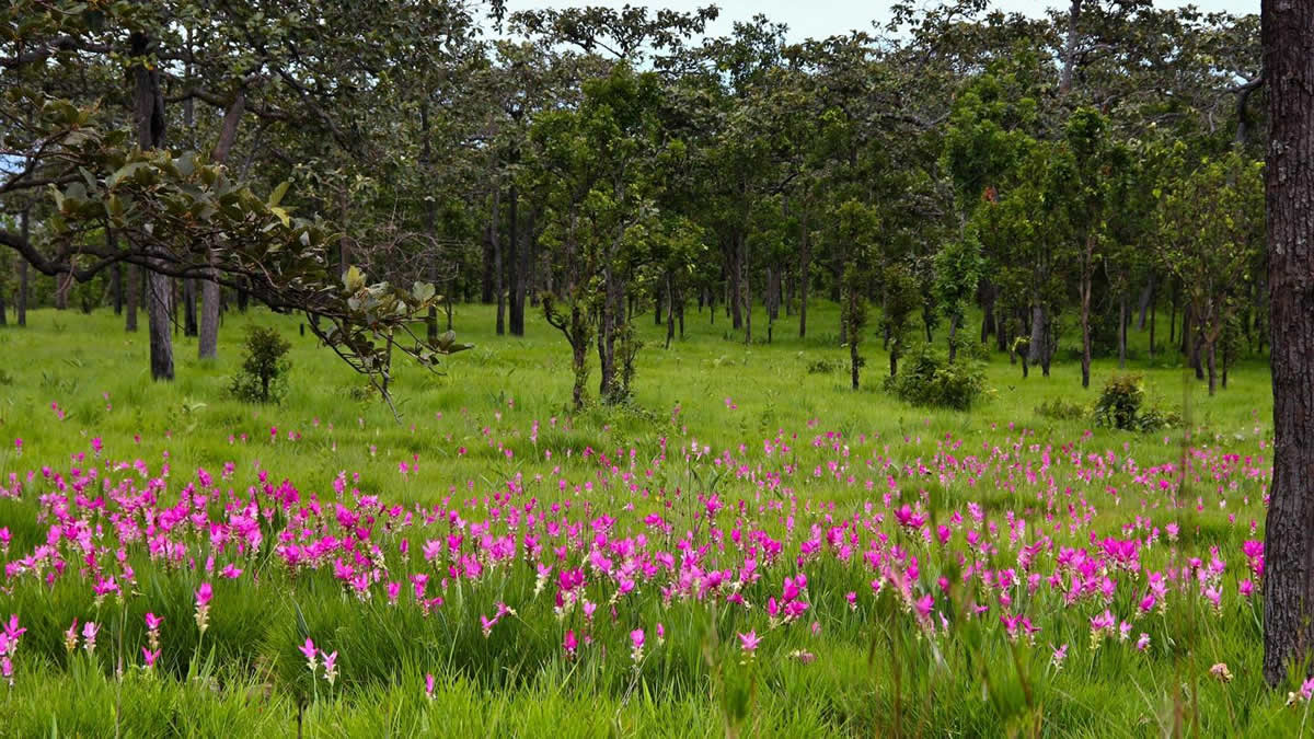 サイアムチューリップの美しき花畑、タイ国政府観光庁「6月～8月にチャイヤプームへ」