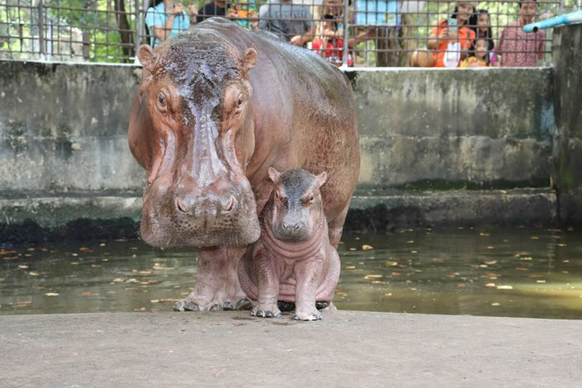 タイ北部シーサケートで生まれたカバの赤ちゃん、名前を一般投票で決定