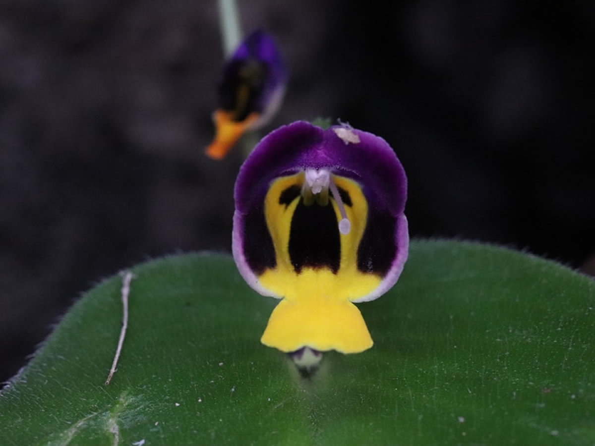 タイで新種の「猿顔の花」発見 Microchirita simia D. J. Middleton, Thananth., Tetsana &amp; Suddee)