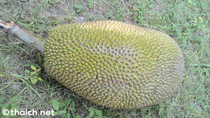 jack fruit